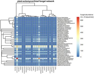 The Effects of Species Abundance, Spatial Distribution, and Phylogeny on a Plant-Ectomycorrhizal Fungal Network